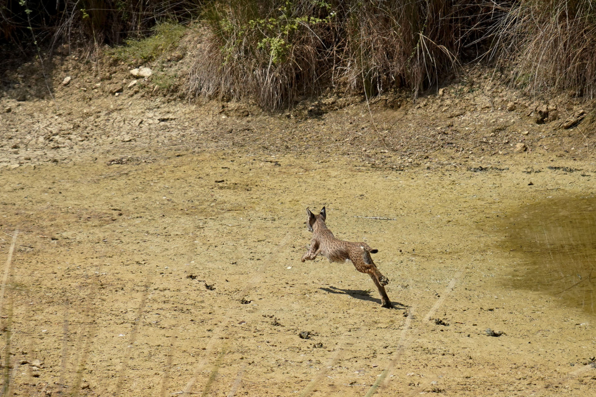 El Parque Nacional de Monfragüe, en la provincia de Cáceres, cuenta desde este miércoles con cinco nuevos inquilinos: cuatro cachorros de lince ibérico y su madre adoptiva. EFE/ Eduardo Palomo