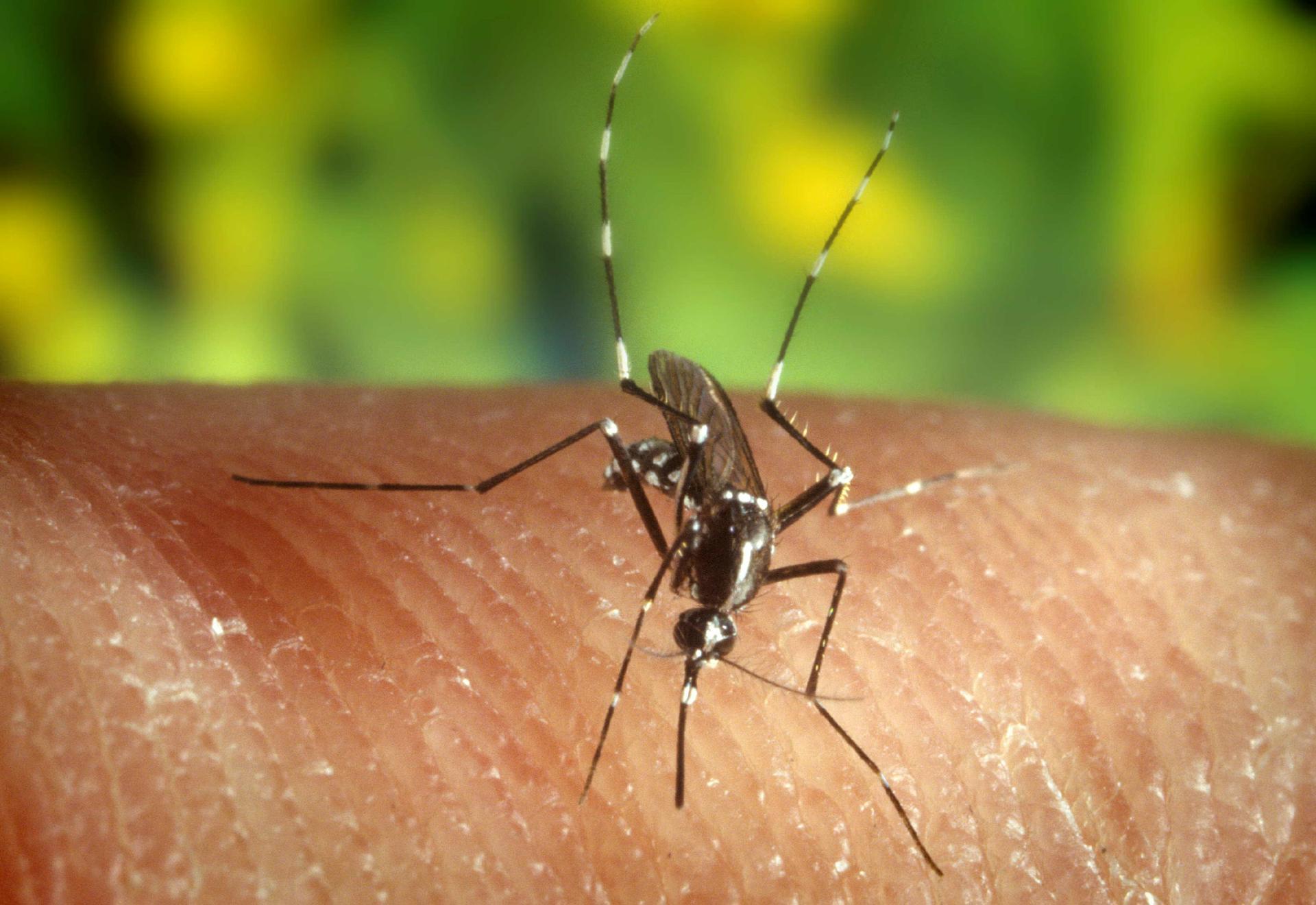Conocer el diagnóstico es importante para mejorar la salud del paciente, y es primordial para evitar que enfermedades ya erradicadas se reintroduzcan. Actualmente, los entomólogos vigilan atentamente el mosquito anopheles. EFE/Edward McCellan