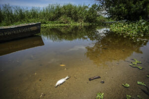 Fotografía de peces muertos en la laguna de Tres Palos este lunes, en Acapulco (México). La mortandad de más de una decena de especies acuáticas afecta desde hace semanas a la Laguna de Tres Palos, en la zona Diamante de Acapulco, en el sur de México, según denuncian pescadores y acuicultores, quienes atribuyen el fenómeno a contaminación y descargas residuales. EFE/ David Guzmán