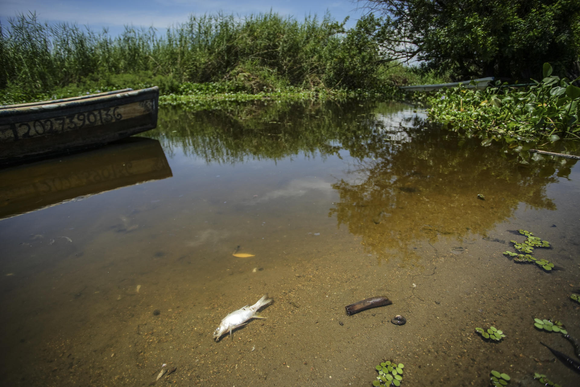 Fotografía de peces muertos en la laguna de Tres Palos este lunes, en Acapulco (México). La mortandad de más de una decena de especies acuáticas afecta desde hace semanas a la Laguna de Tres Palos, en la zona Diamante de Acapulco, en el sur de México, según denuncian pescadores y acuicultores, quienes atribuyen el fenómeno a contaminación y descargas residuales. EFE/ David Guzmán