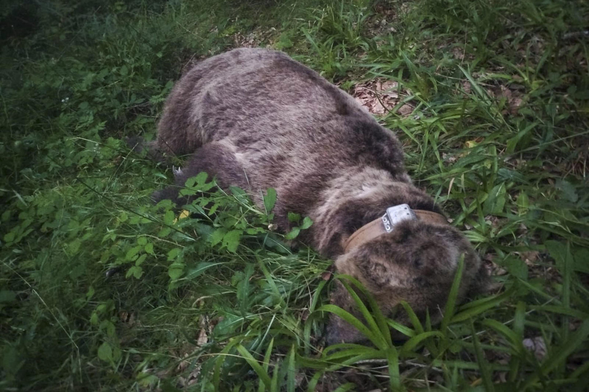 La Patrulla Oso del Principado de Asturias halló ayer, viernes, los restos de un oso pardo de avanzada edad en la zona alta de la braña de La Pornacal, en el concejo de Somiedo, tras el aviso recibido de la Junta de Castilla y León, cuyo servicio de Vida Silvestre tenía radiomarcado al ejemplar.v.- EFE/Gobierno del Principado***SOLO USO EDITORIAL/SOLO DISPONIBLE PARA ILUSTRAR LA NOTICIA QUE ACOMPAÑA (CRÉDITO OBLIGATORIO)***
