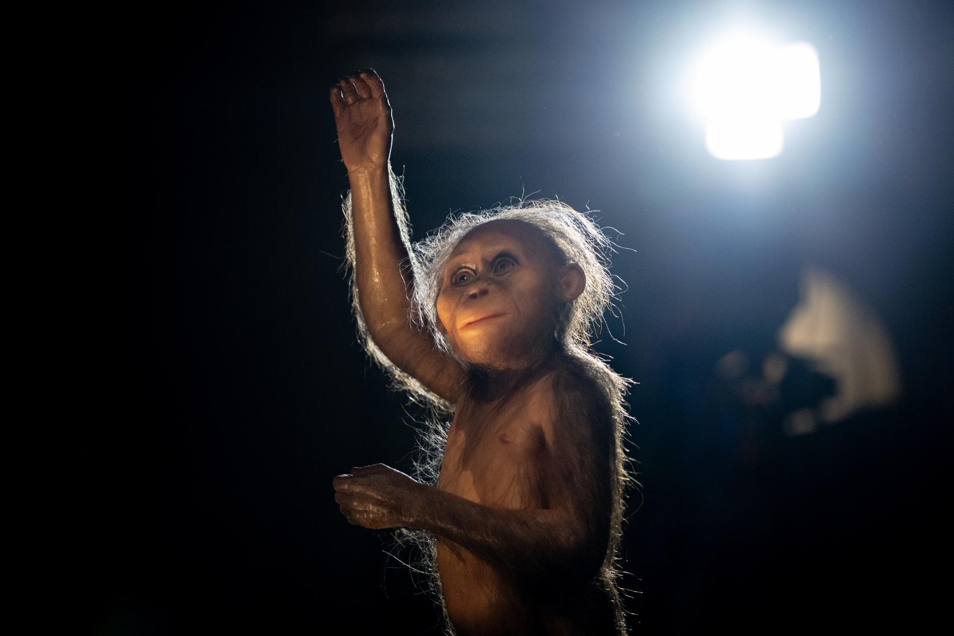 Un modelo realista en 3D del fósil humano de 3.3 millones de años 'Selam' exhibido durante la apertura de la exposición titulada 'Personas y sus antepasados', que presenta fósiles originales de 'Lucy' y 'Selam', en el Museo Nacional de Praga, República Checa, 25 de agosto de 2025. El Museo Nacional Checo en Praga acoge la primera exposición europea de 'Lucy' y 'Selam', dos de los fósiles más icónicos de Australopithecus afarensis. Lucy, un esqueleto parcial de una mujer adulta que vivió hace unos 3.2 millones de años, fue descubierto en 1974 en Hadar, Etiopía, por un equipo liderado por el paleoantropólogo Donald Johanson. Selam, el esqueleto notablemente completo de una niña de tres años que vivió hace unos 3.3 millones de años, fue desenterrado en 2000 en Dikika, Etiopía. Lucy había sido exhibida fuera de Etiopía solo en los Estados Unidos, mientras que Selam nunca había sido mostrada en el extranjero. Ninguno de los fósiles está expuesto permanentemente en el Museo Nacional de Etiopía en Addis Abeba. La exposición tendrá lugar del 25 de agosto al 23 de octubre de 2025. (República Checa, Etiopía, Estados Unidos, Praga) EFE/EPA/MARTIN DIVISEK