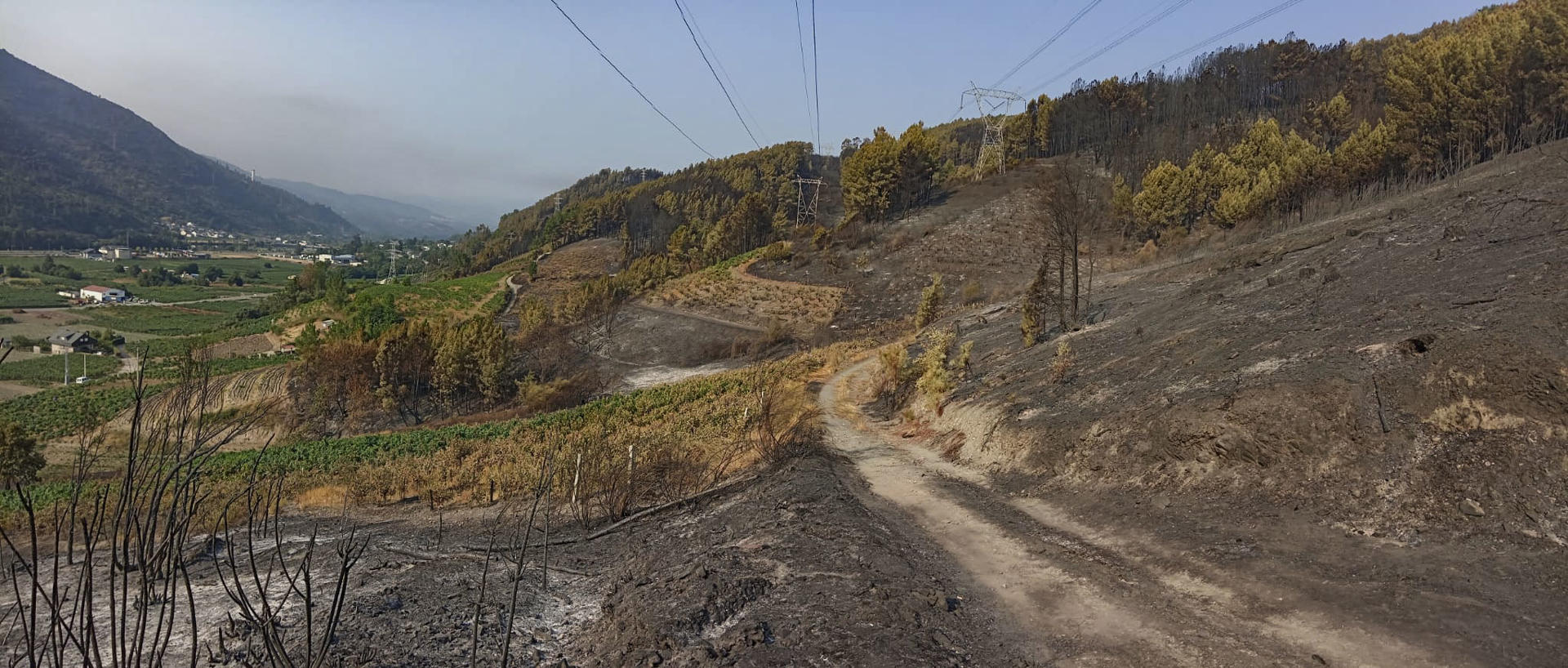 El Consejo Regulador de la Denominación de Origen Valdeorras (Ourense) ha comenzado este jueves la vendimia, justo el mismo día que hace un año, y todavía con el incendio más grande de la historia de Galicia activo en la zona, unas llamas que se encontraron con el "cortafuegos más espectacular", los viñedos. EFE/Carlos Alberto Fernández
