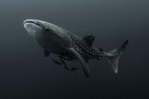 Ballena Tiburón en la bahía de Cendrawasih (Indonesia). Crédito: MV Erdmann / Re:wild.