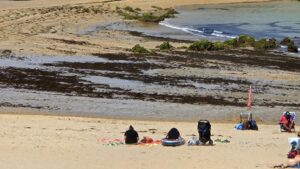 Imagen de la playa de Helgueras, en la localidad cántabra de Noja, cubierta por alga asiática hace una semana. EFE/Natalia Arriaga