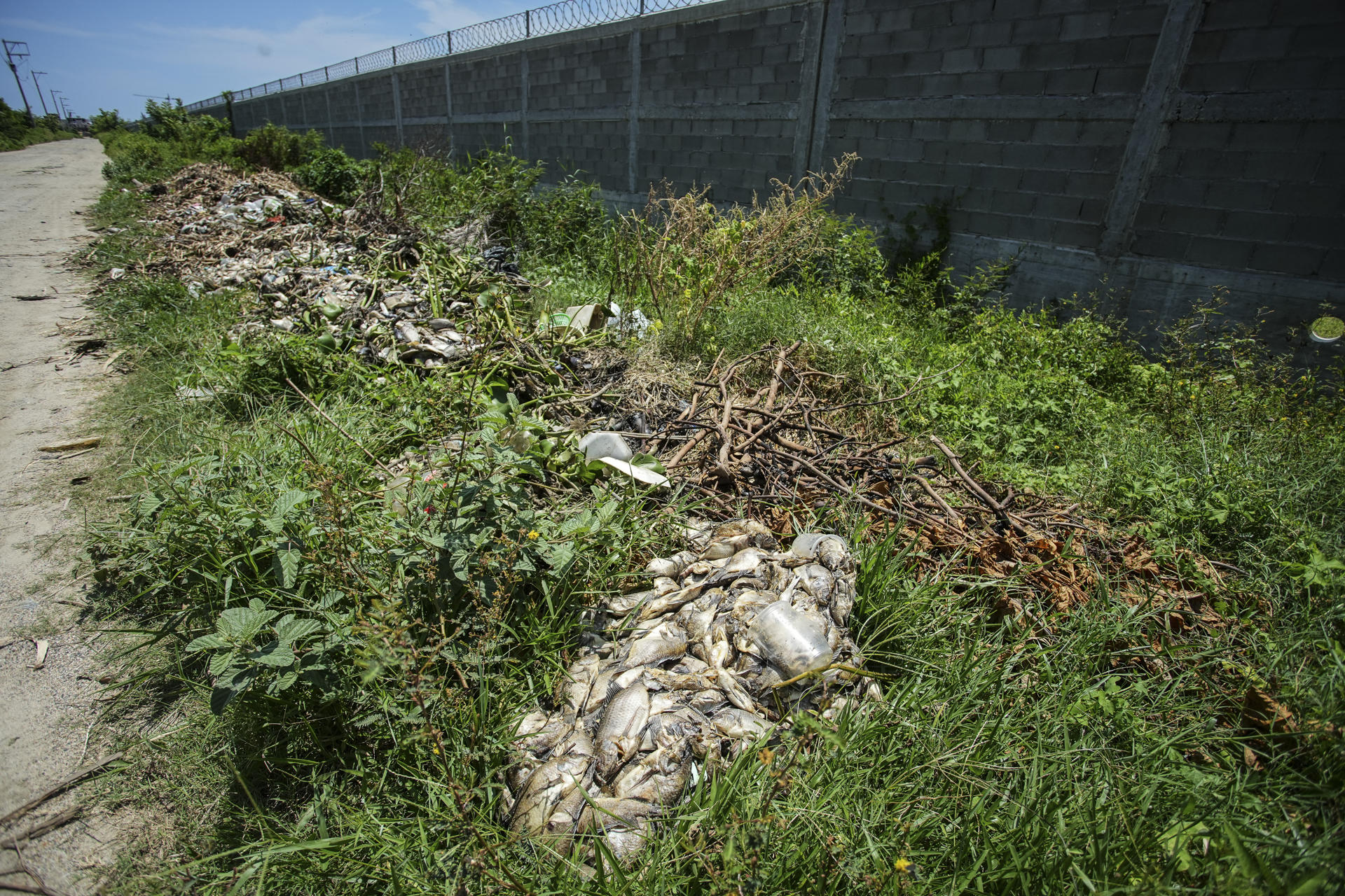 Fotografía de peces muertos luego de ser retirados de la laguna de Tres Palos este lunes, en Acapulco (México). EFE/ David Guzmán