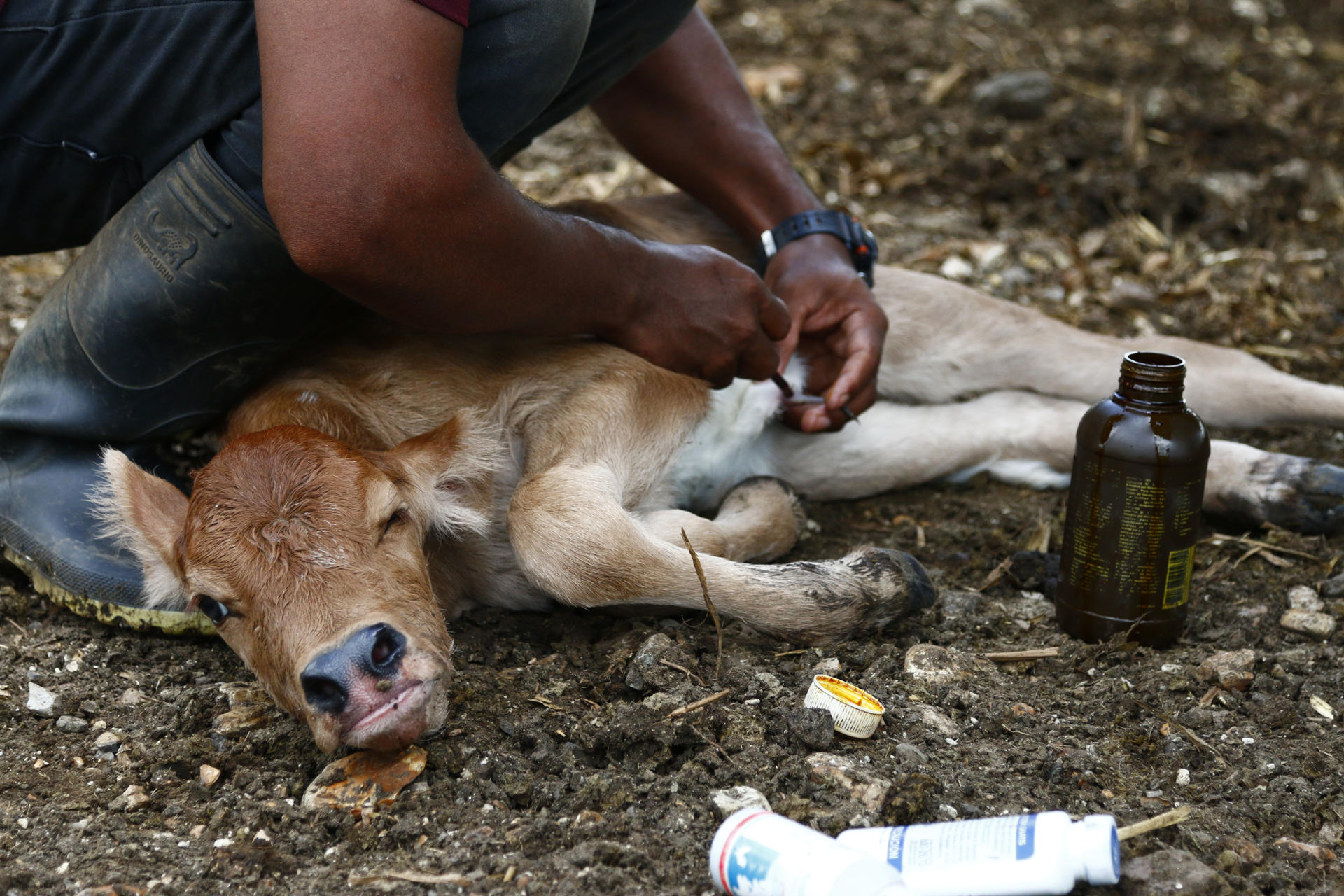 Fotografía del 18 de julio de 2025 de un ternero recién nacido siendo tratado para prevenir la infección por el gusano barrenador en una finca ganadera en San Vicente (Panamá). EFE/ Moncho Torres