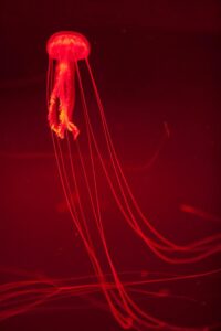 En la imagen de archivo, una medusa "Pelagia Noctiluca" en su fase adulta-juvenil vista en un acuario. EFE/Ramón de la Rocha
