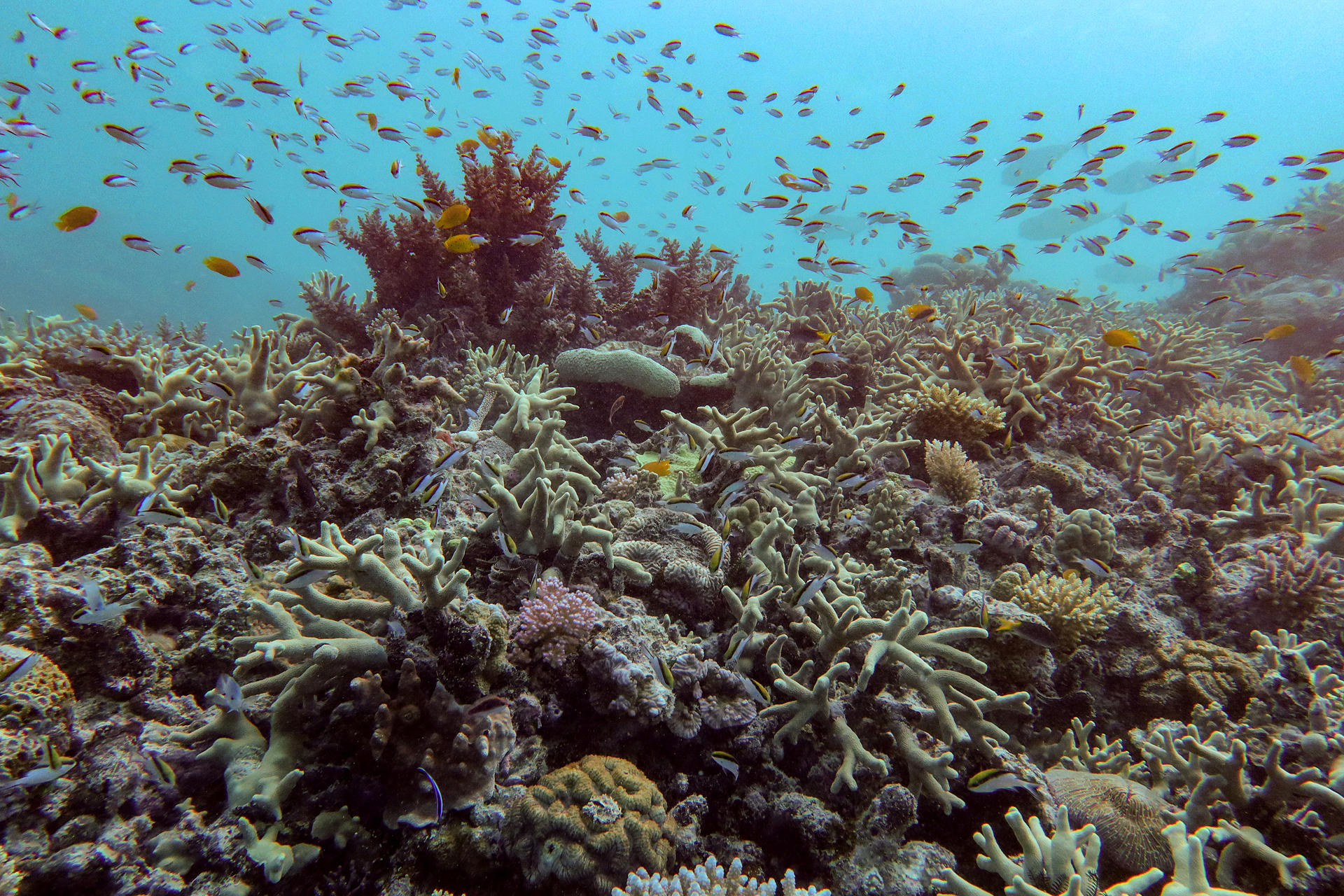AME7940. GRAN BARRERA DE CORAL (AUSTRALIA), 06/08/2025.- Fotografía sin fecha específica cedida por el Instituto Australiano de Ciencia Marina de un coral en la Gran Barrera de Coral (Australia). La Gran Barrera de Coral, con una extensión de unos 2.300 kilómetros y ubicada al este de Australia, sufre su mayor declive coralino desde que hay registros en 1986, indicaron este miércoles en un informe científicos australianos. EFE/ Instituto Australiano de Ciencia Marina /SOLO USO EDITORIAL/NO VENTAS/SOLO DISPONIBLE PARA ILUSTRAR LA NOTICIA QUE ACOMPAÑA (CRÉDITO OBLIGATORIO)