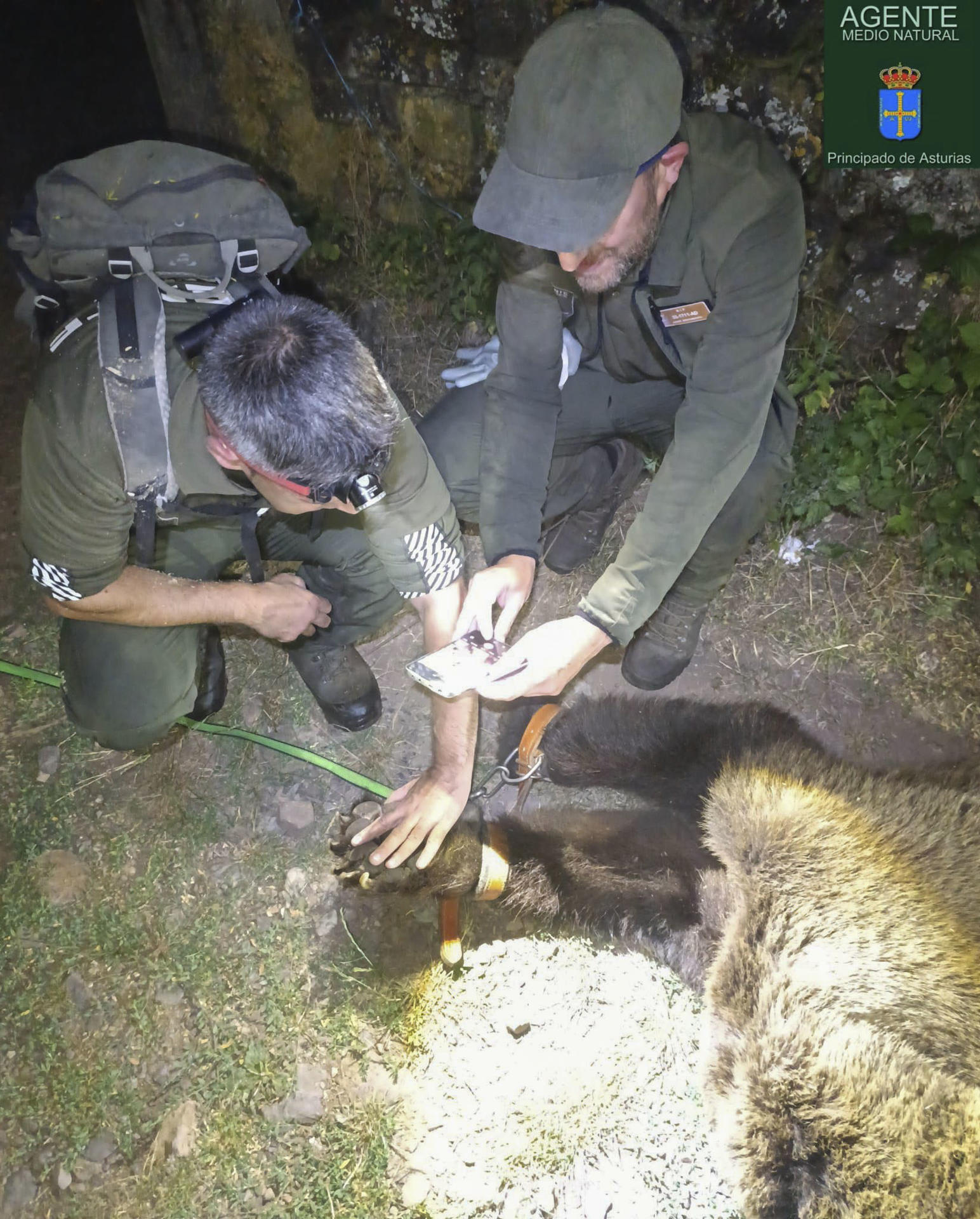 SLa Patrulla Oso del Principado de Asturias halló ayer, viernes, los restos de un oso pardo de avanzada edad en la zona alta de la braña de La Pornacal, en el concejo de Somiedo, tras el aviso recibido de la Junta de Castilla y León, cuyo servicio de Vida Silvestre tenía radiomarcado al ejemplar..- EFE/Gobierno del Principado***SOLO USO EDITORIAL/SOLO DISPONIBLE PARA ILUSTRAR LA NOTICIA QUE ACOMPAÑA (CRÉDITO OBLIGATORIO)***

