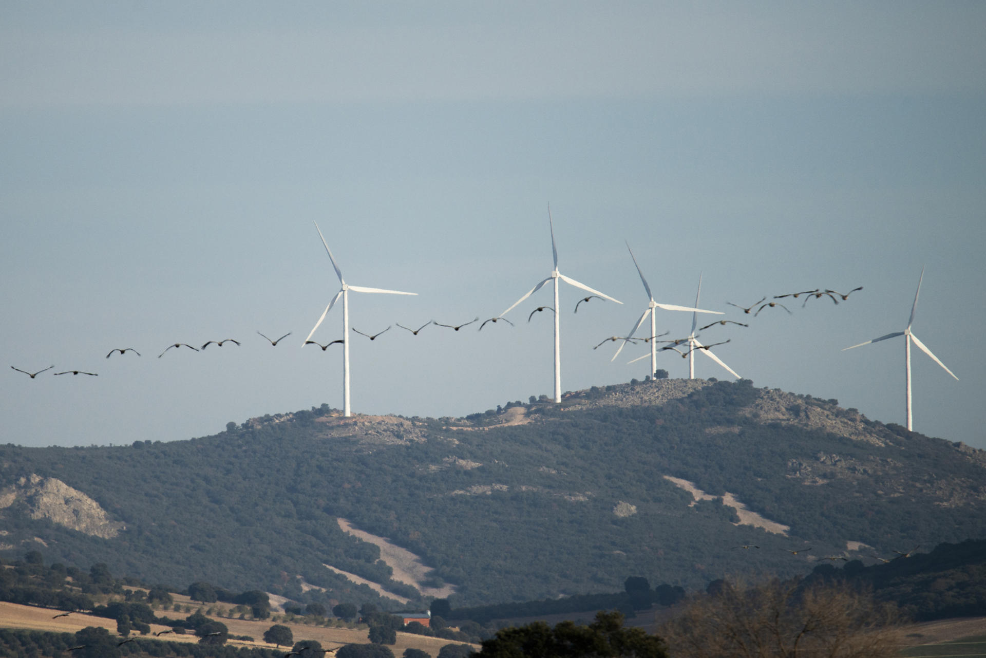 Una bandada de grullas en el cielo de Ciudad Real, en una imagen de archivo. EFE/Jesús Monroy