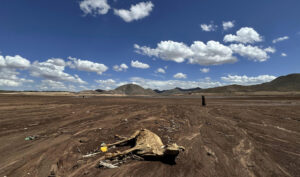 Imagen de archivo de ganado muerto por la sequía en la presa Las Lajas, en el municipio de Buenaventura, en el estado de Chihuahua (México), en septiembre de 2024. EFE/ Luis Torres