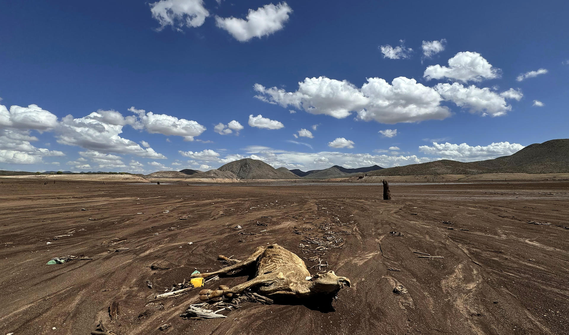 Imagen de archivo de ganado muerto por la sequía en la presa Las Lajas, en el municipio de Buenaventura, en el estado de Chihuahua (México), en septiembre de 2024. EFE/ Luis Torres