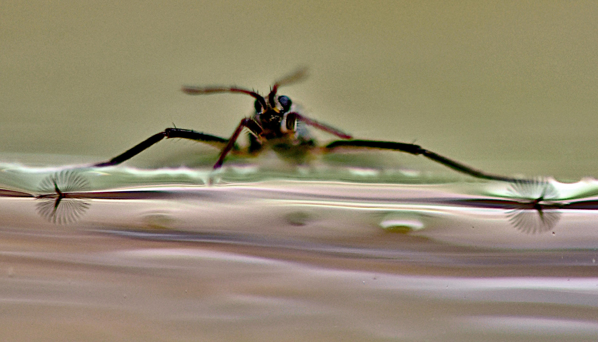 Insecto del género Rhagovelia que muestra en el extremo de las patas los abanicos que le ayudan a desplazarse cuando está sobre el agua. Crédito: Víctor Ortega-Jiménez/UC Berkeley/EFE