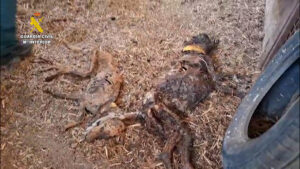 La Guardia Civil ha hallado 32 perros muertos por inanición en una finca de Azuaga (Badajoz), que estaban abandonados desde el pasado junio sin agua ni comida, algunos de los cuales habrían intentado alimentarse de los cadáveres en descomposición de los animales ya fallecidos. EFE/ Guardia Civil //SOLO USO EDITORIAL/SOLO DISPONIBLE PARA ILUSTRAR LA NOTICIA QUE ACOMPAÑA (CRÉDITO OBLIGATORIO)