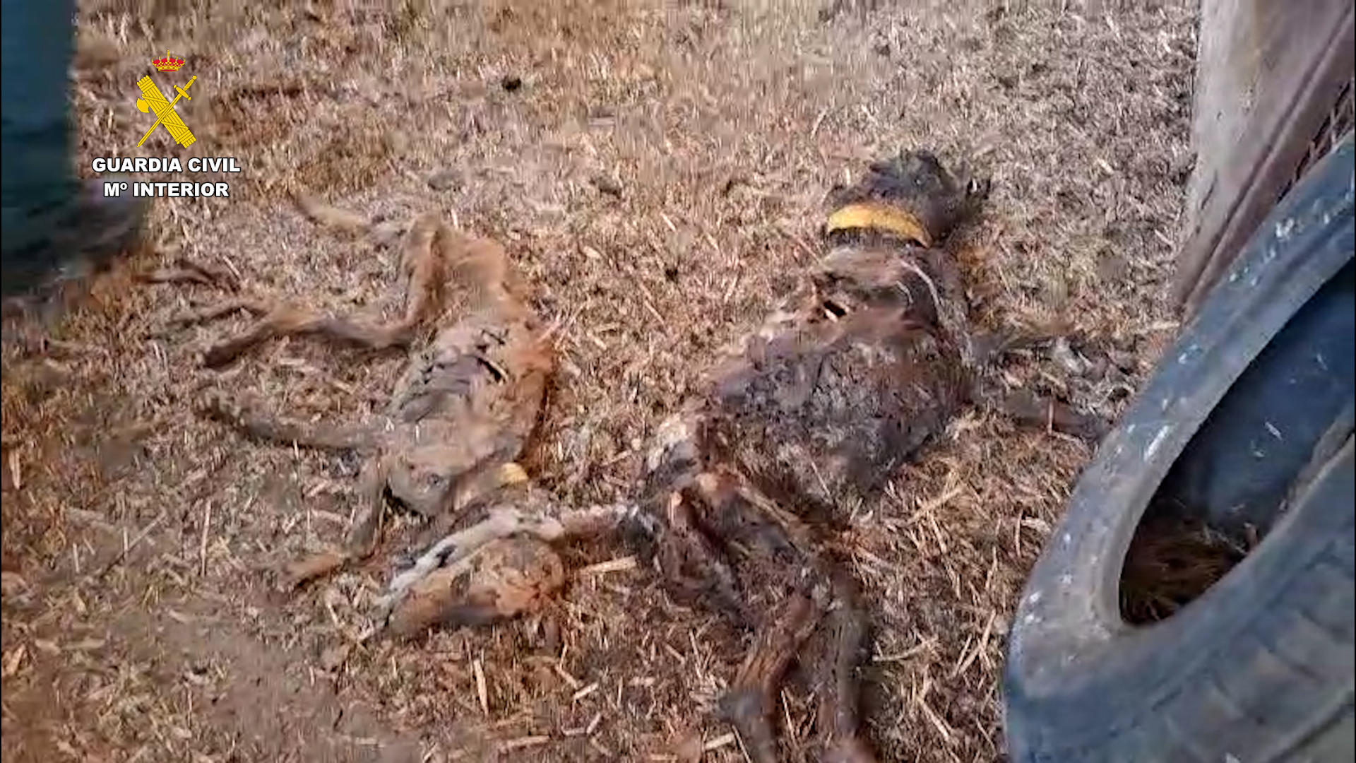 La Guardia Civil ha hallado 32 perros muertos por inanición en una finca de Azuaga (Badajoz), que estaban abandonados desde el pasado junio sin agua ni comida, algunos de los cuales habrían intentado alimentarse de los cadáveres en descomposición de los animales ya fallecidos. EFE/ Guardia Civil //SOLO USO EDITORIAL/SOLO DISPONIBLE PARA ILUSTRAR LA NOTICIA QUE ACOMPAÑA (CRÉDITO OBLIGATORIO)