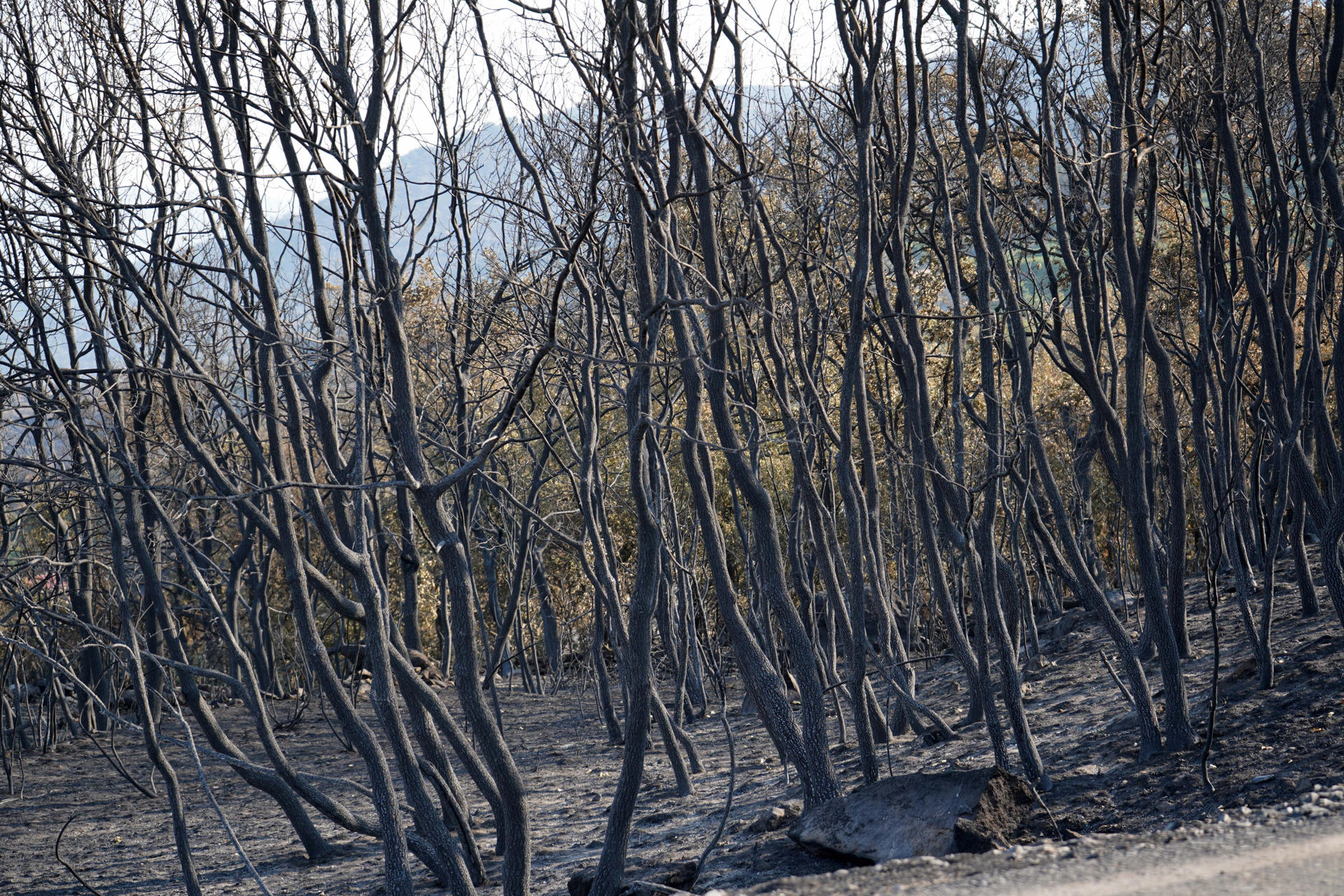 Vista de una zona arrasada por las llamas desde la carretera que une Cabezabellosa y El Torno, en el Valle del Jerte. Los efectivos de la Unidad Militar de Emergencias (UME) abandonaron la zona tras concluir su trabajo en las labores de extinción del incendio forestal de Jarilla (Cáceres). EFE/ Eduardo Palomo