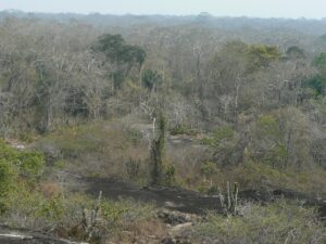 En la imagen, un Bosque tropical seco durante la estación seca en el sudeste de Bolivia. Imagen: Jesús Julio Camarero/IPE/CSIC