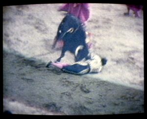 Colmenar Viejo (Madrid) 30-8-1985.- Momento en el que el toro, de nombre "Burlero", cornea a José Cubero "El Yiyo" en la lidia que se estaba celebrando en la plaza de toros de Colmenar Viejo. Tras haberle dejado en el suelo unos segundos, el toro volvió a hacer presa con el cuerpo de Yiyo y su cuerno izquierdo le atravesó el corazón. EFE/TVE/ aa