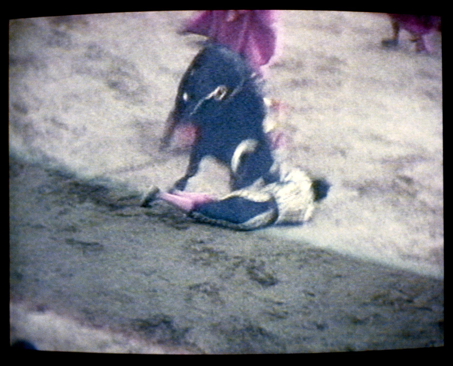 Colmenar Viejo (Madrid) 30-8-1985.- Momento en el que el toro, de nombre "Burlero", cornea a José Cubero "El Yiyo" en la lidia que se estaba celebrando en la plaza de toros de Colmenar Viejo. Tras haberle dejado en el suelo unos segundos, el toro volvió a hacer presa con el cuerpo de Yiyo y su cuerno izquierdo le atravesó el corazón. EFE/TVE/ aa