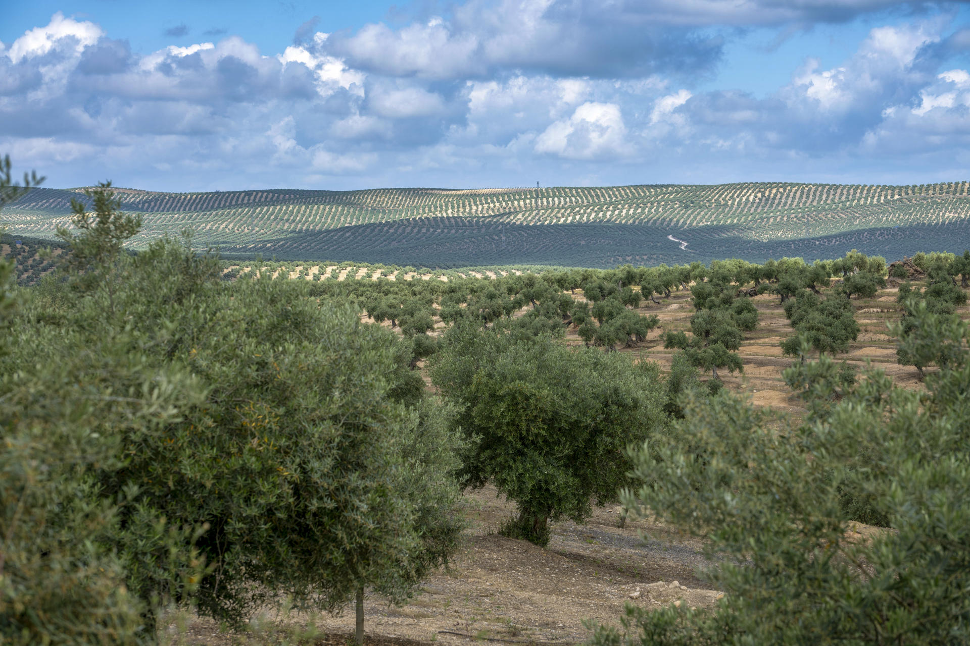 Imagen del pasado 20 de mayo de un olivar en flor en Jaén. EFE/ José Manuel Pedrosa