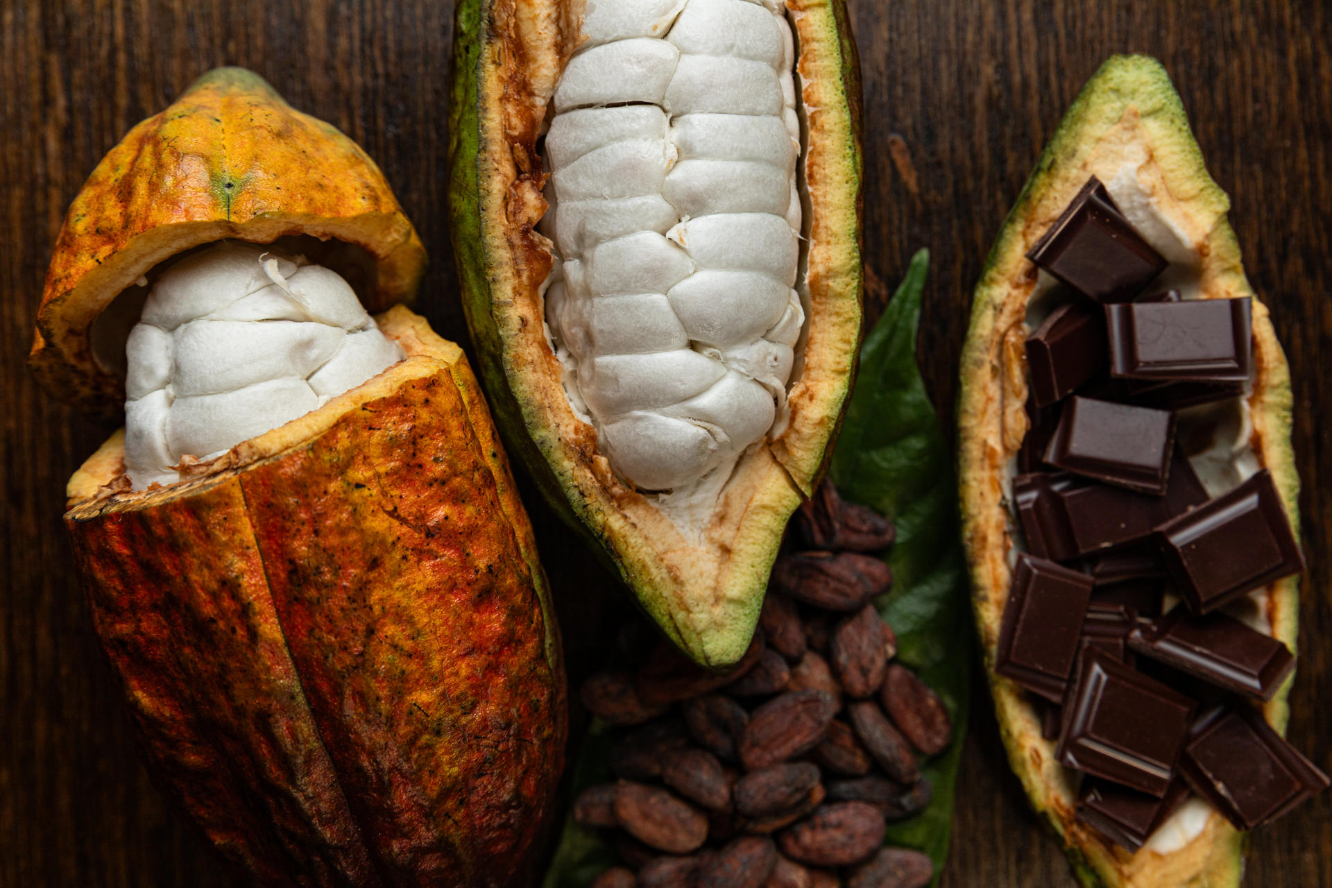 Dos vainas de cacao con semillas y una tercera rellena de pedazos de chocolate. Crédito: Mimi Chu Leung/Imagen cedida por la Universidad de Nottingham.