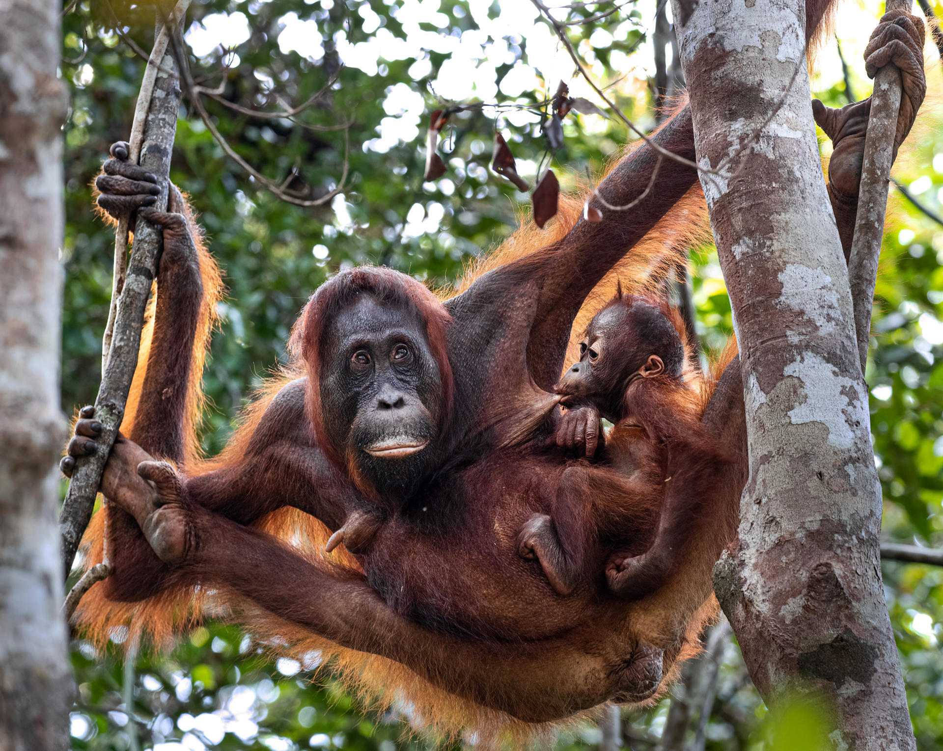 Los orangutanes salvajes ('Pongo pygmaeus wurmbii') se atiborran de frutas ricas en calorías cuando están en temporada para acumular reservas de grasa de cara a los periodos de mayor escasez de alimento, según ha documentado un estudio que recoge este miércoles la revista Science Advances.En las imágenes se pueden ver orangutanes de Borneo. EFE/ Ilya Raskin