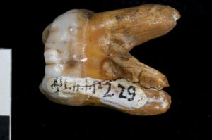 Imagen de archivo facilitada por el Instituto Max Planck de Antropología Evolutiva de la muela de 'denisovano' hallada junto al homínido que vivió hace al menos 30.000 años en Siberia (Rusia), que arqueólogos rusos descubrieron en la cueva Denisova, en el sur de Siberia, en 2008. EFE/Dr. Bence Viola ***SÓLO USO EDITORIAL***