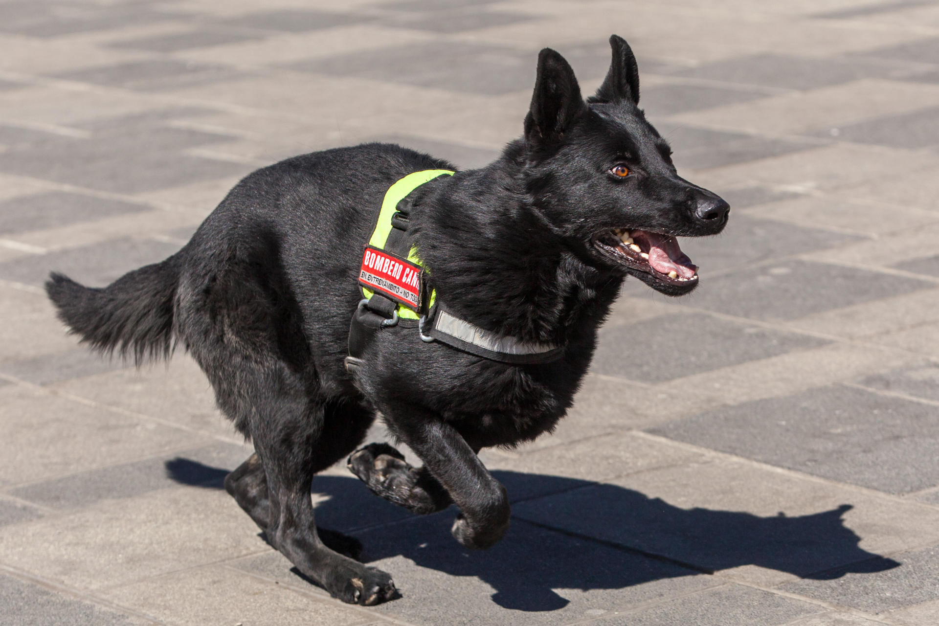 Un perro entrenado en búsqueda y rescate de personas bajo escombros fue captado este jueves, 7 de agosto, durante su presentación, en La Paz (Bolivia). EFE/Esteban Biba
