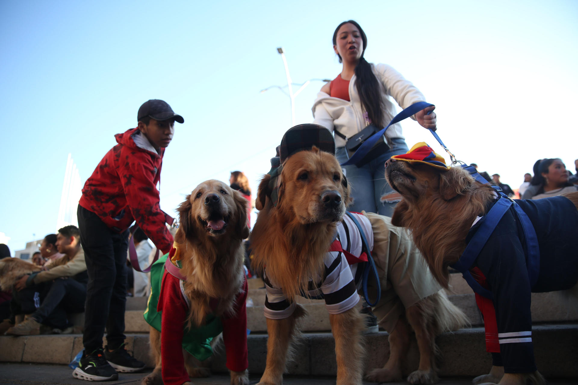 Fotografía de perros durante una marcha por el Bicentenario de Bolivia este jueves, en La Paz (Bolivia). EFE/Luis Gandarillas
