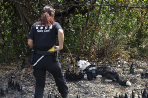 Miembros del cuerpo de los Agentes Rurales de la Generalitat, mostraron hoy sobre el terreno cómo se investigan los orígenes de los incendios forestales en Cataluña, donde nueve de cada diez fuegos se atribuyen a la actividad humana. EFE/Marta Pérez