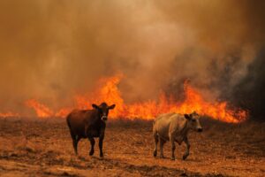 Imagen de vacas huyendo de las llamas la semana pasada durante un incendio forestal en Quintela, municipio de Sernancelhe, distrito de Viseu, Portugal. EFE/PEDRO SARMENTO COSTA