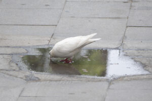 Una paloma bebe de un charco en Sevilla este sábado. EFE/David Arjona