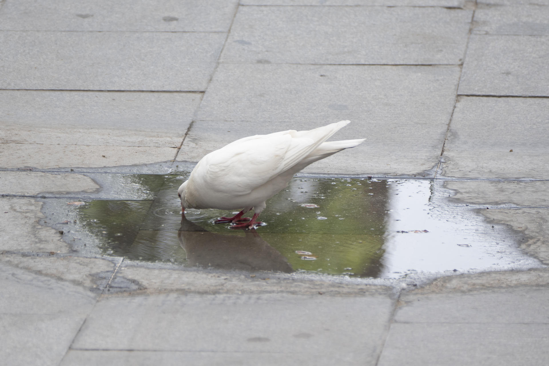 Una paloma bebe de un charco en Sevilla este sábado. EFE/David Arjona
