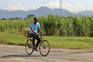 Un hombre en bicicleta pasa junto a una plantación de caña de azúcar este miércoles, en la provincia de Artemisa (Cuba). EFE/ Ernesto Mastrascusa