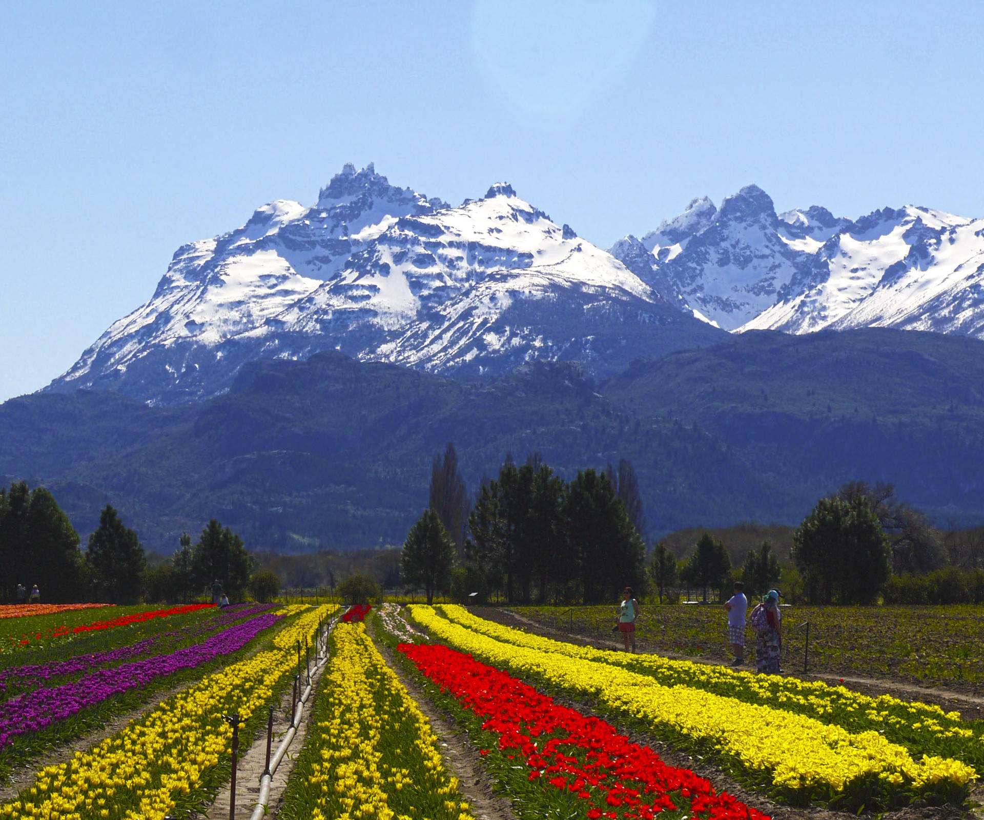 Fotografía cedida por Visit Argentina del campo de tulipanes de Trevelin, en Chubut (Argentina). EFE/ Visit Argentina SOLO USO EDITORIAL NO VENTAS /SOLO DISPONIBLE PARA ILUSTRAR LA NOTICIA QUE ACOMPAÑA (CRÉDITO OBLIGATORIO)
