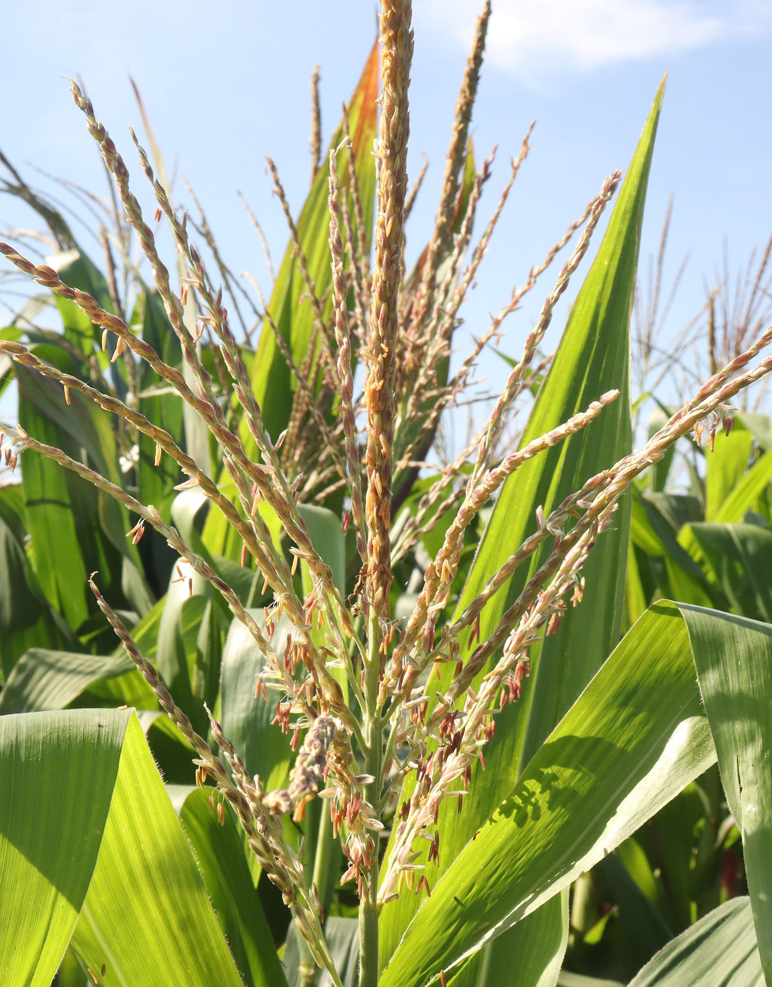 Fotografía de un cultivo de maíz este martes en el municipio de Tapachula en Chiapas (México). EFE/Juan Manuel Blanco
