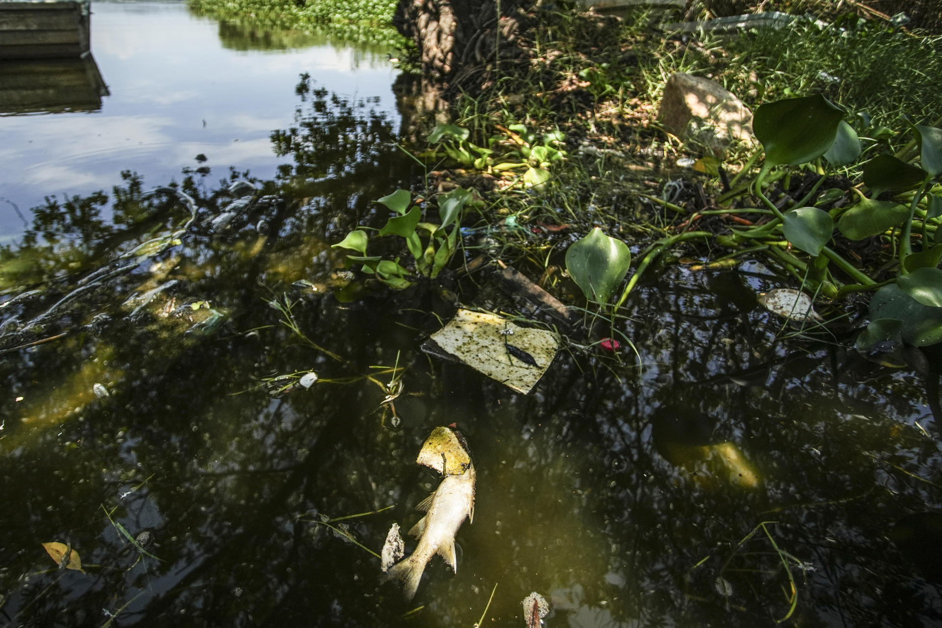 Fotografía de peces muertos en la laguna de Tres Palos este lunes, en Acapulco (México). La mortandad de más de una decena de especies acuáticas afecta desde hace semanas a la Laguna de Tres Palos, en la zona Diamante de Acapulco, en el sur de México, según denuncian pescadores y acuicultores, quienes atribuyen el fenómeno a contaminación y descargas residuales. EFE/ David Guzmán