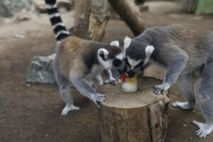 Unos lemures comen un helado de frutas en el zoo de Córdoba, en una imagen de archivo. EFE/Salas