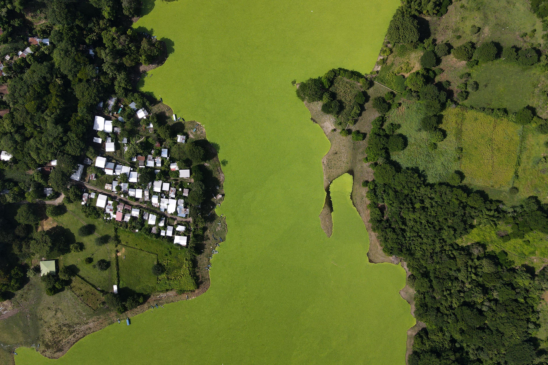 Fotografía aérea que muestra el lago Suchitlán afectado por la planta acuática Pistia Stratiotes este jueves, en Cuscatlán (El Salvador). EFE/ Vladimir Chicas