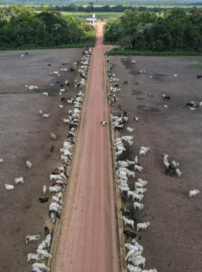 Fotografía de archivo del 5 de agosto de 2023 de decenas de cabezas de ganado en un campo en la Amazonia en (Brasil). EFE/ Antonio Lacerda /ARCHIVO