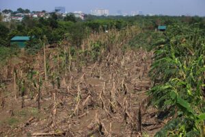 Imagen de archivo tomada el 24 de septiembre de 2024 en Hanói, Vietnam, que muestra plátanos caídos en un campo tras el tifón Yagi. EFE/EPA/LUONG THAI LINH