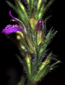 Fotografía cedida por el Servicio Nacional de Áreas Naturales Protegidas del Perú (Sernanp), que muestra una planta de la especie 'Justicia discolor'. EFE/ Rosa Villanueva / Servicio Nacional de Áreas Naturales Protegidas de Perú / SOLO USO EDITORIAL/SOLO DISPONIBLE PARA ILUSTRAR LA NOTICIA QUE ACOMPAÑA (CRÉDITO OBLIGATORIO)