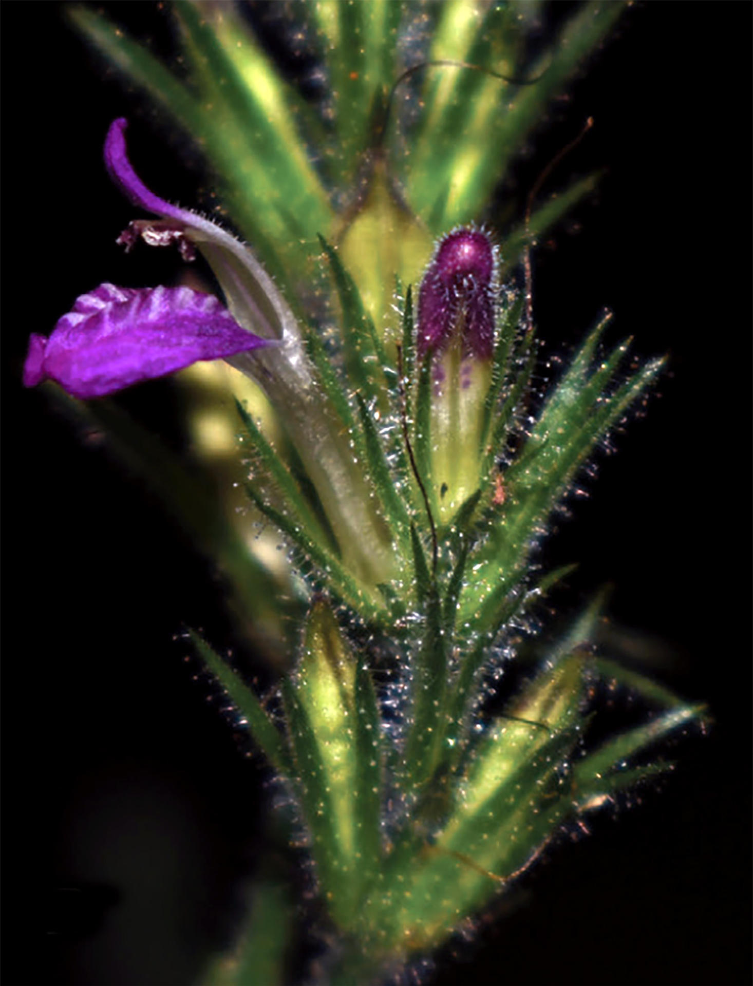 Fotografía cedida por el Servicio Nacional de Áreas Naturales Protegidas del Perú (Sernanp), que muestra una planta de la especie 'Justicia discolor'. EFE/ Rosa Villanueva / Servicio Nacional de Áreas Naturales Protegidas de Perú / SOLO USO EDITORIAL/SOLO DISPONIBLE PARA ILUSTRAR LA NOTICIA QUE ACOMPAÑA (CRÉDITO OBLIGATORIO)