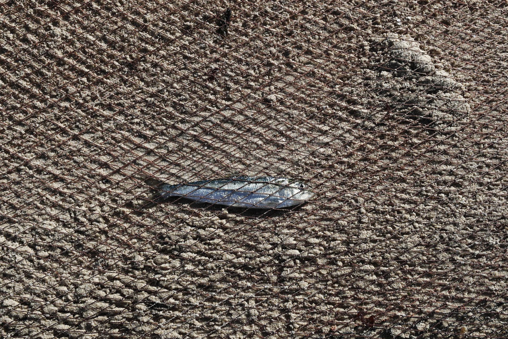 La xávega, una práctica ancestral de pesca propia de varias regiones del norte y el centro de Portugal, en la Praia de Torreira. EFE/ Jesús Diges
