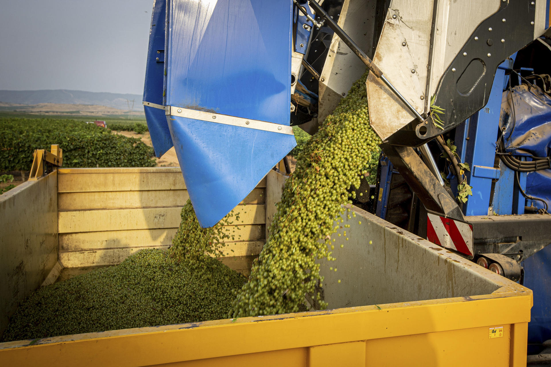 LOGROÑO, 18/08/2025.- Comienzo de la vendimia, este lunes, en la localidad riojana de Aldeanueva de Ebro. La Denominación de Origen Calificada (DOCa) Rioja afronta una de las cosechas más cortas de su historia, en especial, en la uva tinta, debido al severo ataque de mildiu, los problemas de fertilidad en la planta y los pedriscos, pero con perspectivas de obtener calidad por el buen estado sanitario que presenta actualmente el viñedo. EFE/ Raquel Manzanares