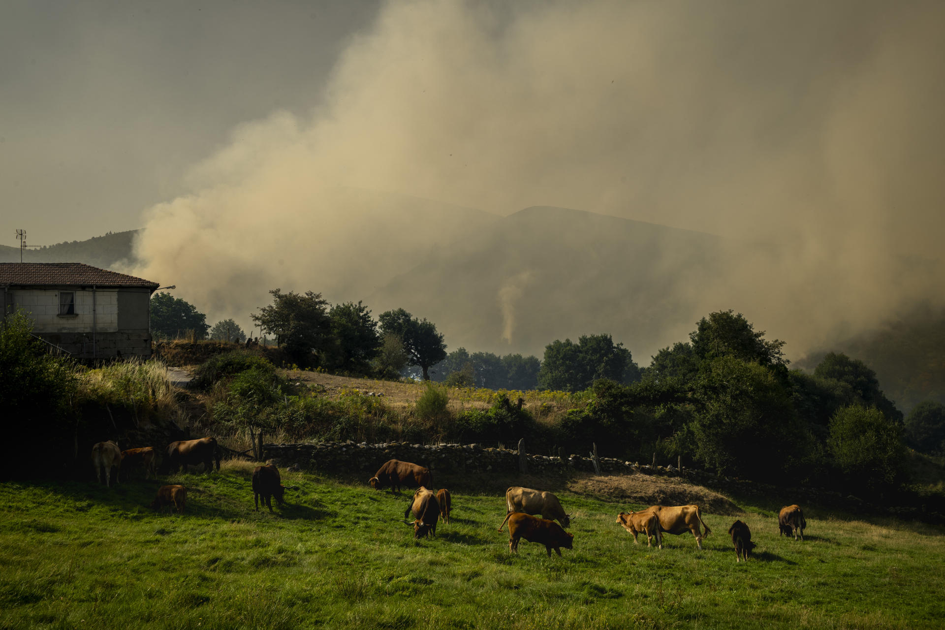 Unas vacas pastan en un prado cerca del incendio que se registra en los alrededores de Maceda (Ourense) este domingo. Un incendio con entre cinco y seis puntos que prendieron casi a la vez y que obligó a la Xunta a decretar el nivel 2 de emergencia este domingo de madrugada por su proximidad al núcleo de A Teixeira, en Maceda (Ourense), situación que ya se ha desactivado, según informa el 112 Galicia. EFE/ Brais Lorenzo