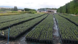 En la imagen de archivo, El Ejidillo, un vivero que, con 250 trabajadores, engloba todos los servicios en jardinería, obra forestal y restauración medioambiental y paisajística sobre una superficie de 62 hectáreas en el término segoviano de Valdesimonte. EFE/Cristina Yuste
