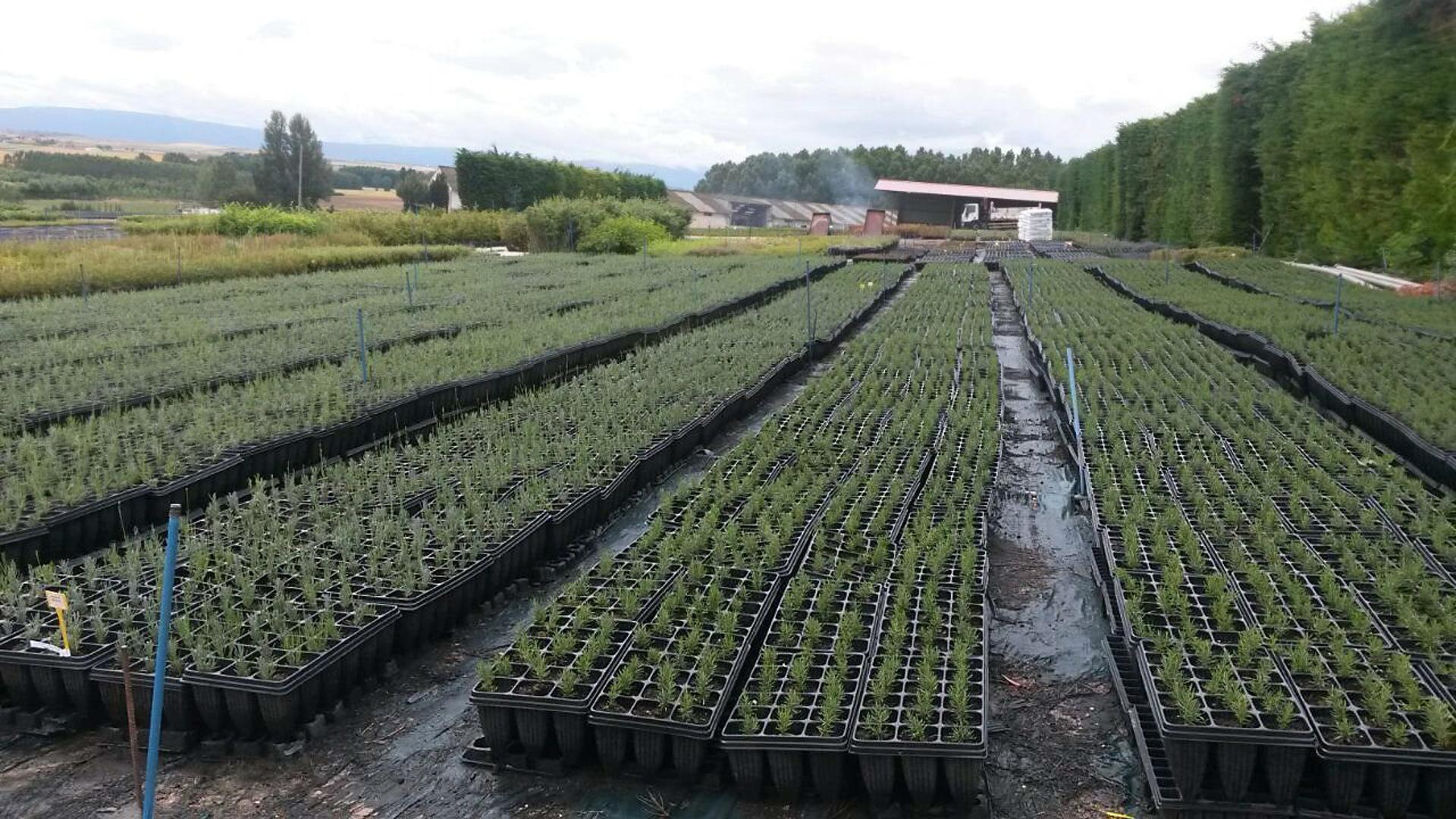 En la imagen de archivo, El Ejidillo, un vivero que, con 250 trabajadores, engloba todos los servicios en jardinería, obra forestal y restauración medioambiental y paisajística sobre una superficie de 62 hectáreas en el término segoviano de Valdesimonte. EFE/Cristina Yuste