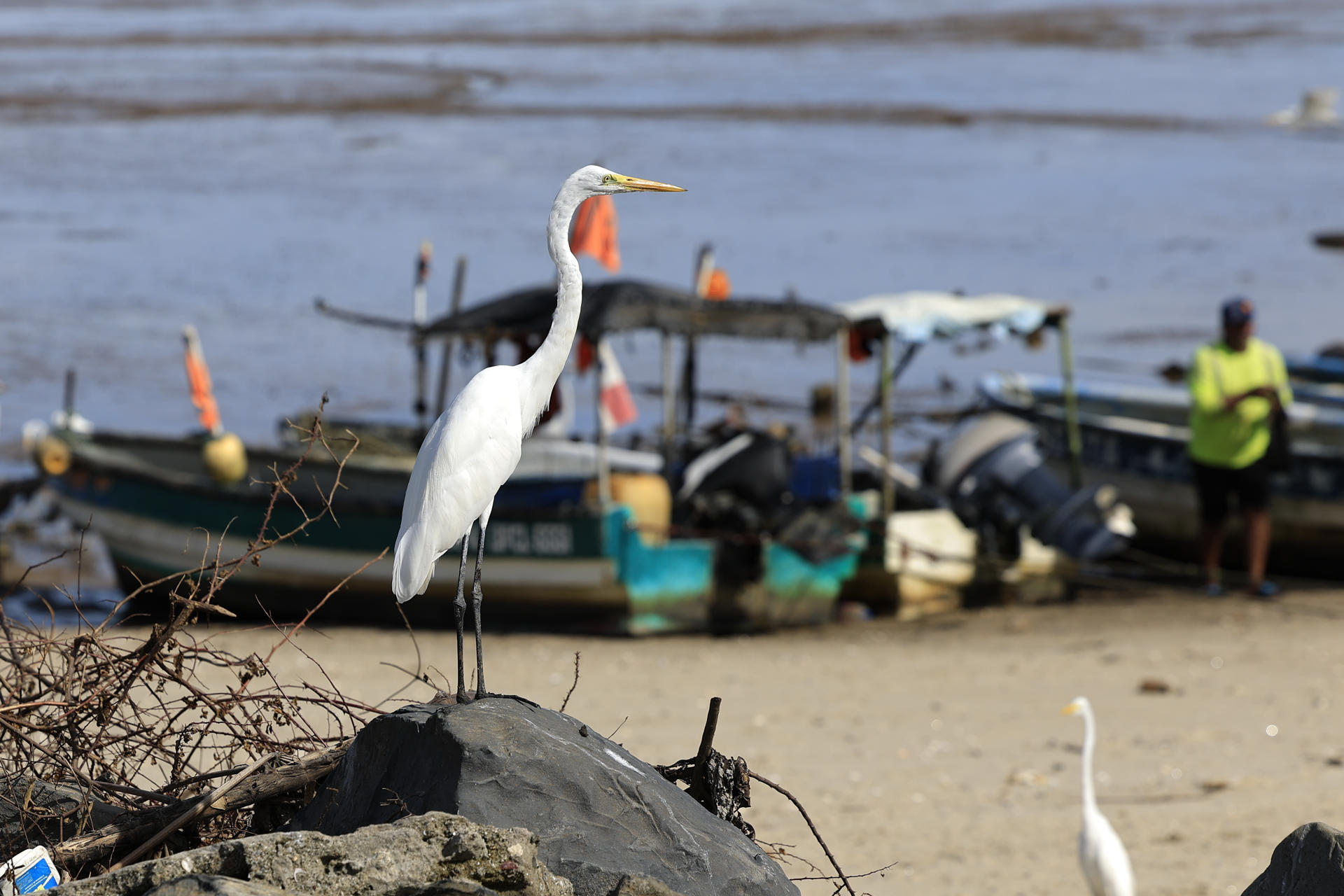 Fotografía que muestra una garza blanca en las costas de Puerto Caimito este lunes, en La Chorrera (Panamá). EFE/ Bienvenido Velasco
